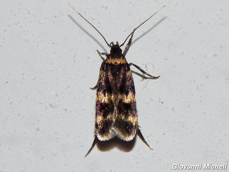 Piccolo lepidottero da ID